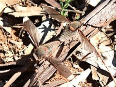 Comptosia heliophila