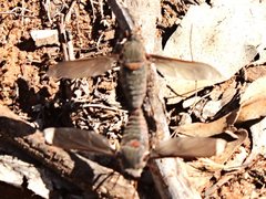 Comptosia heliophila