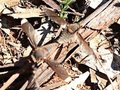 Comptosia heliophila