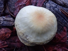 Pholiota nubigena
