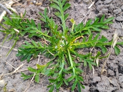 Lepidium coronopus