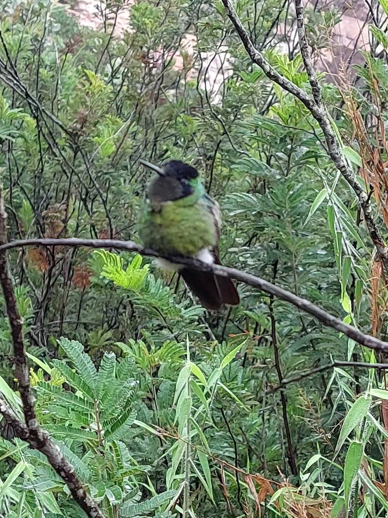 Hooded Visorbearer (Augastes lumachella), photo 6