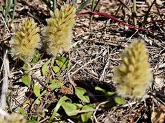 Ptilotus spathulatus