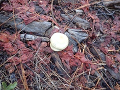 Pholiota nubigena