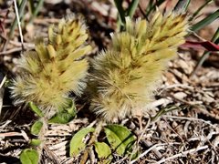 Ptilotus spathulatus