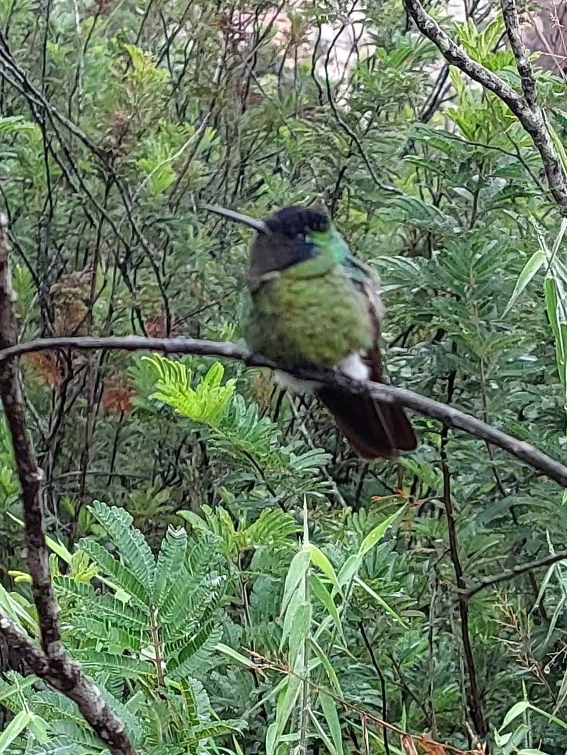 Hooded Visorbearer (Augastes lumachella), photo 7