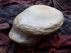 Pholiota nubigena
