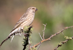 Crithagra atrogularis