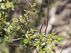 Pomaderris paniculosa