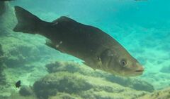 European Seabass photo 2