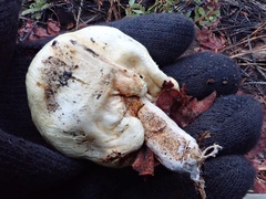 Pholiota nubigena
