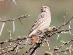 Crithagra atrogularis