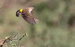 Crithagra atrogularis