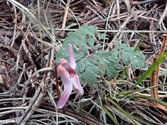 Dicentra uniflora
