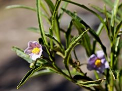 Solanum simile