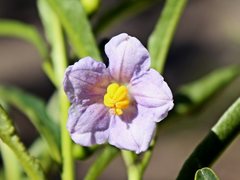 Solanum simile