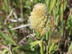 Ptilotus macrocephalus