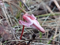 Dicentra uniflora