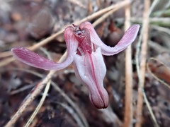 Dicentra uniflora