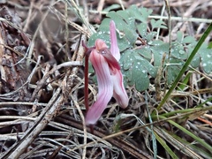 Dicentra uniflora