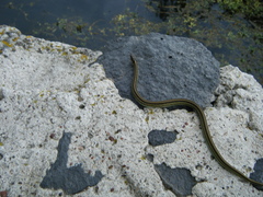 Thamnophis eques