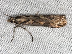 Nomophila corticalis