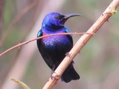Cinnyris coccinigastrus
