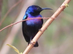 Cinnyris coccinigastrus