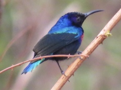 Cinnyris coccinigastrus