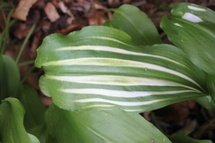 Allium ursinum