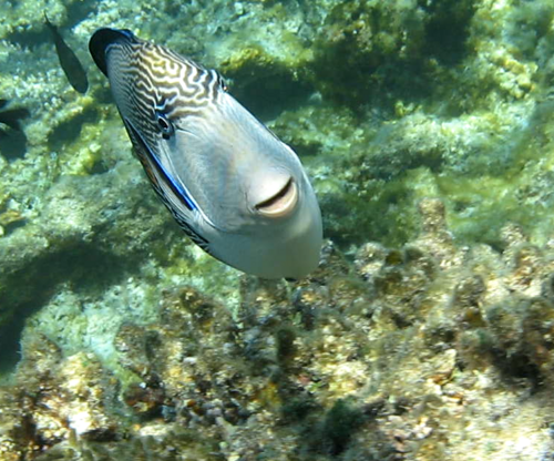 Photo of Sohal surgeonfish (Acanthurus sohal)
