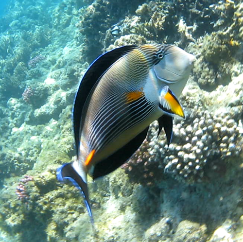Sohal Surgeonfish — seen at this dive site