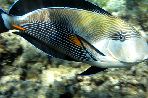 Photo of Sohal surgeonfish (Acanthurus sohal)