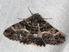 Gastrinodes argoplaca