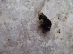 Potamopyrgus antipodarum