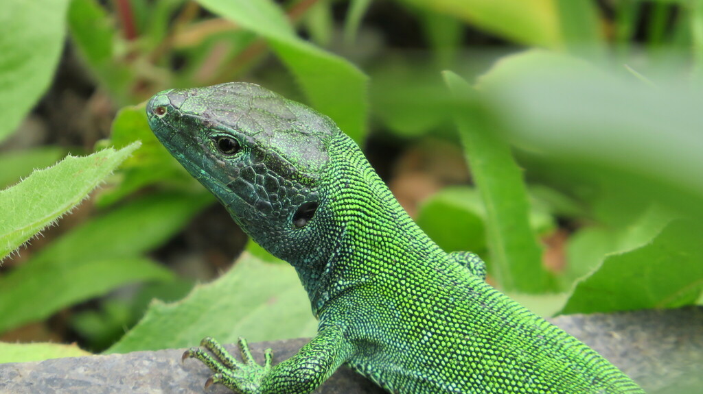 western european sand lizard
