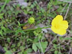 Ranunculus pachycarpus