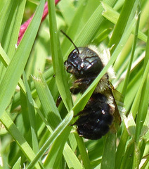 Osmia bucephala