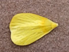 Ranunculus pachycarpus