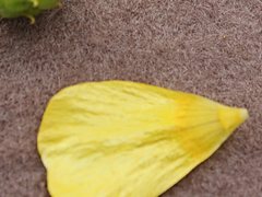 Ranunculus pachycarpus