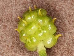 Ranunculus pachycarpus