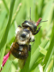 Osmia bucephala
