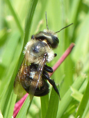 Osmia bucephala