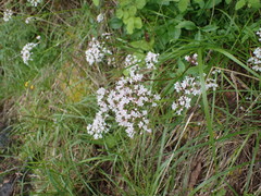 Valeriana sitchensis