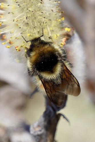 Johansen's Bumble Bee