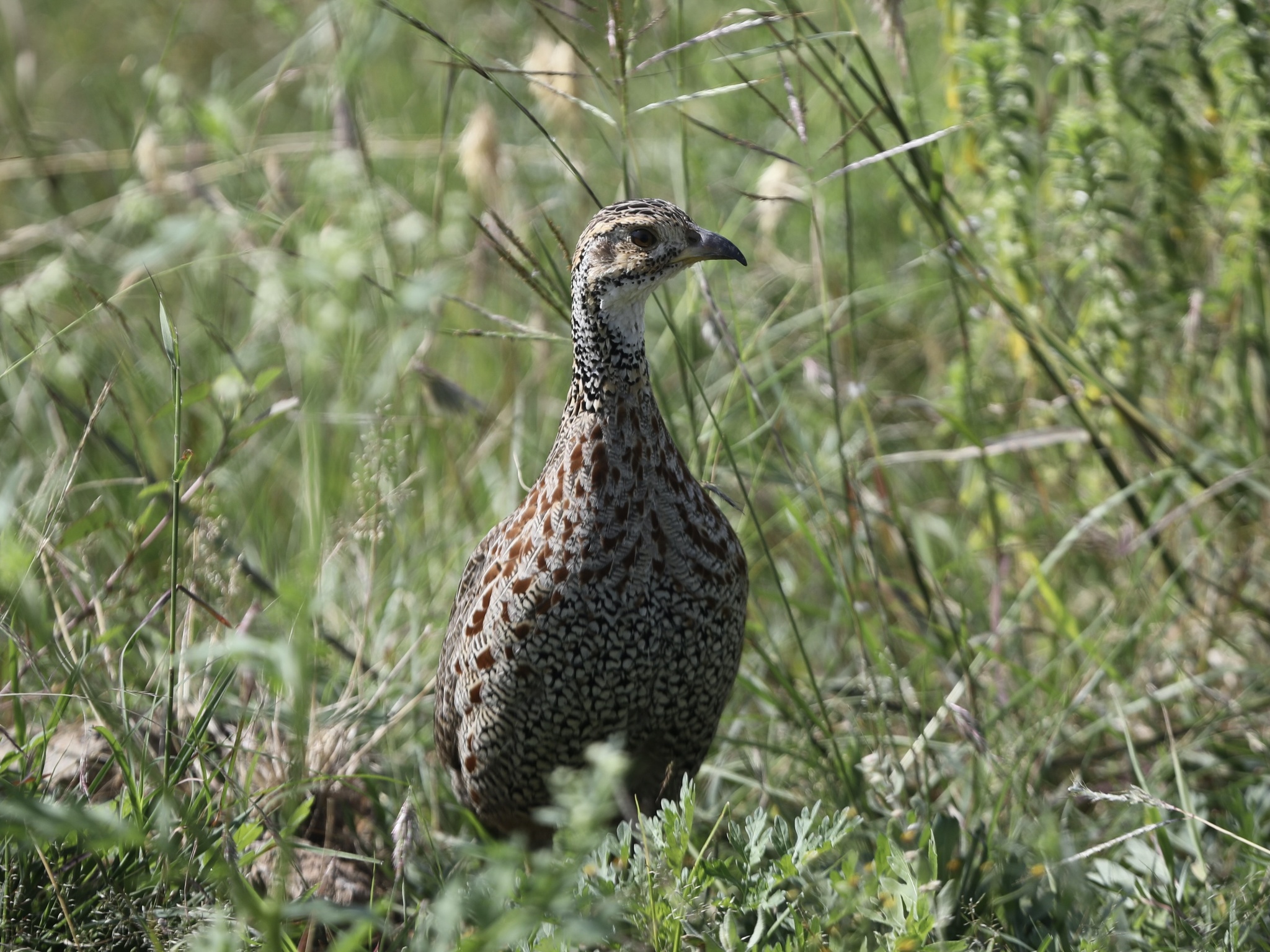 Shelley's Francolin (Scleroptila shelleyi), photo 3