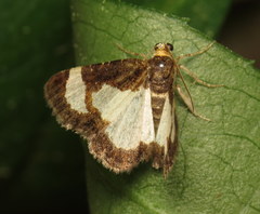 Heliomata cycladata