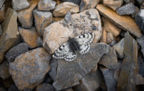 Parnassius boedromius