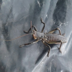 Liparoscella modesta