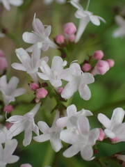 Valeriana sitchensis